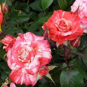 Roșu și alb - trandafir teahibrid